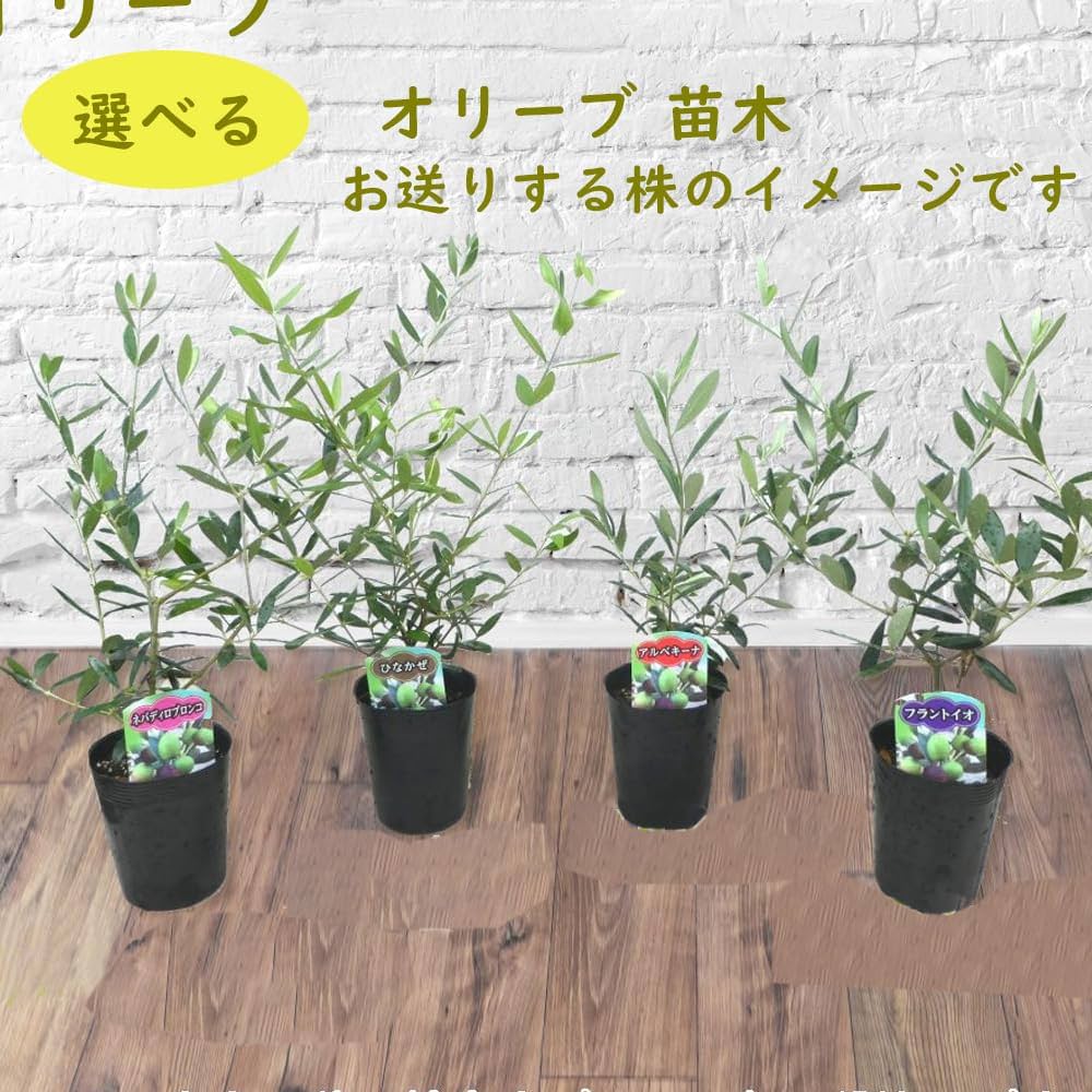 オリーブ　エルグレコ　コンクリート鉢植え　苗木　シンボルツリー 大型コンクリート鉢植え オリーブの木 エルグレコ 苗 シンボルツリー